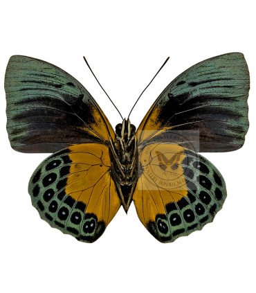 Nymphalinae Agrias Beatifica stuarti f.erruptus