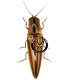 ELATERIDAE