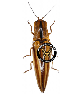 ELATERIDAE
