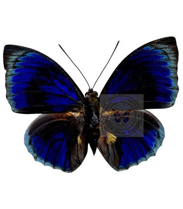 Nymphalinae Agrias Beatifica stuarti f.erruptus