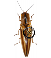Semiotus distinctus