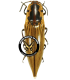 ELATERIDAE