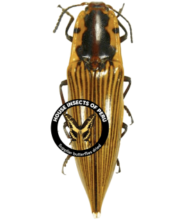 ELATERIDAE