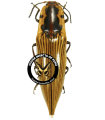 Semiotus imperialis
