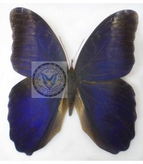 BRASSOLIDAE