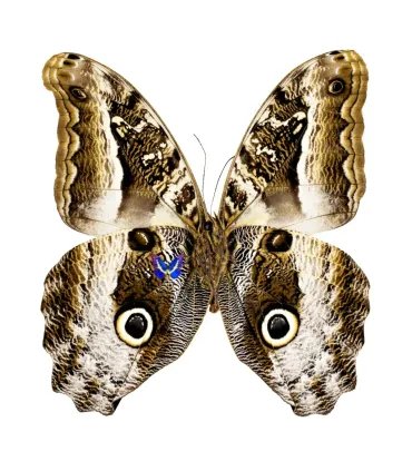 Brassolidae Caligo superbus superbus