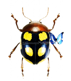 CHRYSOMELIDAE