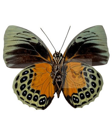 Nymphalinae Agrias Beatifica stuarti f.micaela