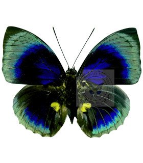 Nymphalinae Agrias Beatifica stuarti f.micaela