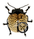 CHRYSOMELIDAE