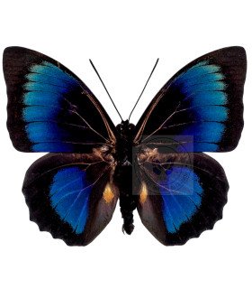 Nymphalinae Agrias  Hybrid  Beatifica Beata & Prepona dexamenes