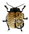 Doryphora punctatissima
