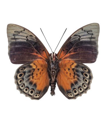 Nymphalinae Agrias  Hybrid  Beatifica Beata & Prepona dexamenes