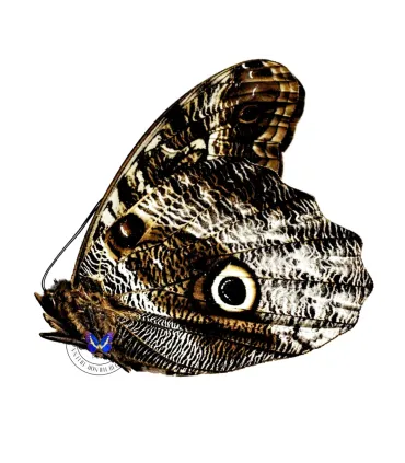 Brassolidae Caligo superbus superbus