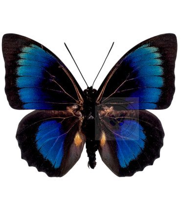 Nymphalinae Agrias  Hybrid  Beatifica Beata & Prepona dexamenes