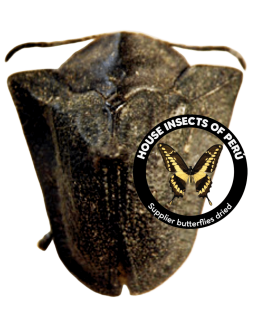CHRYSOMELIDAE