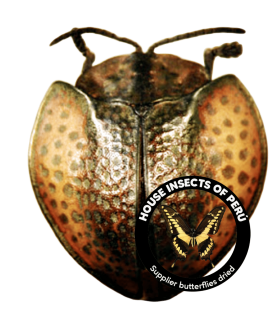 CHRYSOMELIDAE