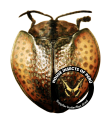 Agenysa cuprifulgens