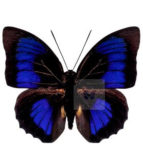 Nymphalinae Agrias  Hybrid  Beata  & Prepona dexamenes