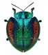 CHRYSOMELIDAE