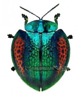CHRYSOMELIDAE