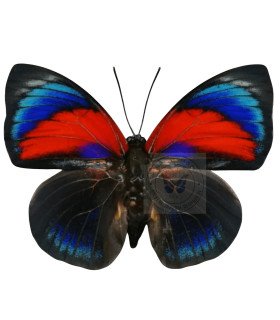 Nymphalinae Agrias Hybrid Beatifica Lachaumei X Agrias Claudina.