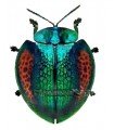 Agenysa peruviana