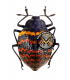 CHRYSOMELIDAE
