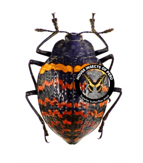 CHRYSOMELIDAE