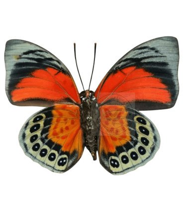 Nymphalinae Agrias Hybrid Beatifica Lachaumei X Agrias Claudina.