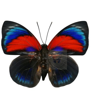 Nymphalinae Agrias Hybrid Beatifica Lachaumei X Agrias Claudina.