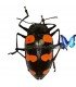 CHRYSOMELIDAE