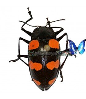 CHRYSOMELIDAE