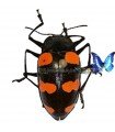 Scaphidomorphus bosci