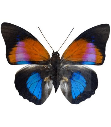 Nymphalinae Agrias Hybrid  prepona dexamenus & agria claudina lugens