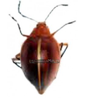 CHRYSOMELIDAE