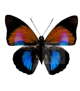 Nymphalinae Agrias Hybrid  prepona dexamenus & agria claudina lugens