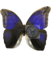 Eryphanis polyxena