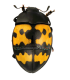 CHRYSOMELIDAE