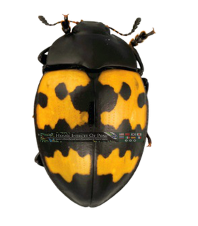 CHRYSOMELIDAE