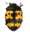 Barytopus ssp.