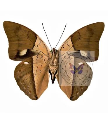 Nymphalinae Prepona (Archeoprepona) amphimachus