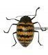 CHRYSOMELIDAE