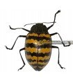 Erotylus giganteus