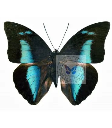 Nymphalinae Prepona (Archeoprepona) amphimachus