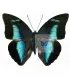 Nymphalinae Prepona (Archeoprepona) amphimachus