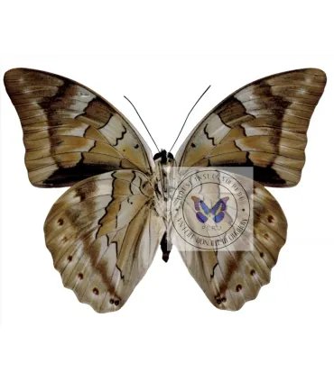 Nymphalinae Prepona  (Archeoprepona) camilla