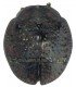 CHRYSOMELIDAE