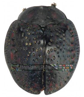 CHRYSOMELIDAE