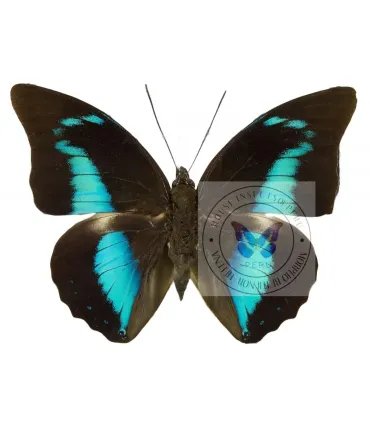 Nymphalinae Prepona  (Archeoprepona) camilla